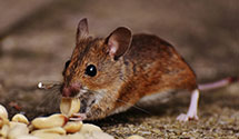 lawn-and-garden-pest-control Experts in Fredericksbrg